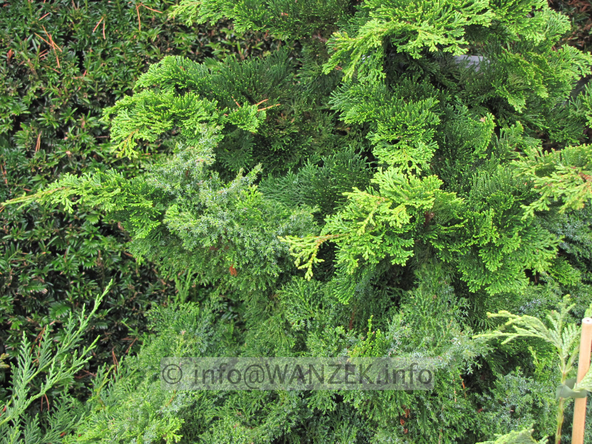 Chamaecyparis obtusa Chabo-yadori - Sol nah.JPG